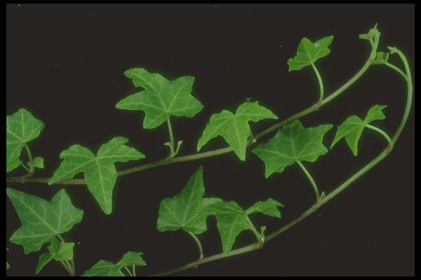 318095 Branching Ivy A4 Photo Print
