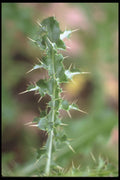 318096 Canada Thistle A4 Photo Print