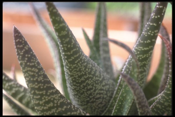 318097 Spiky Aloe A4 Photo Print