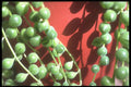 318098 String of Beads A4 Photo Print