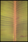 318099 Banana A4 Photo Print