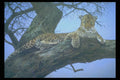 319000 Lazy Day, Leopard A4 Photo Print