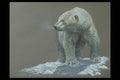 319001 Polar Bear Study A4 Photo Print