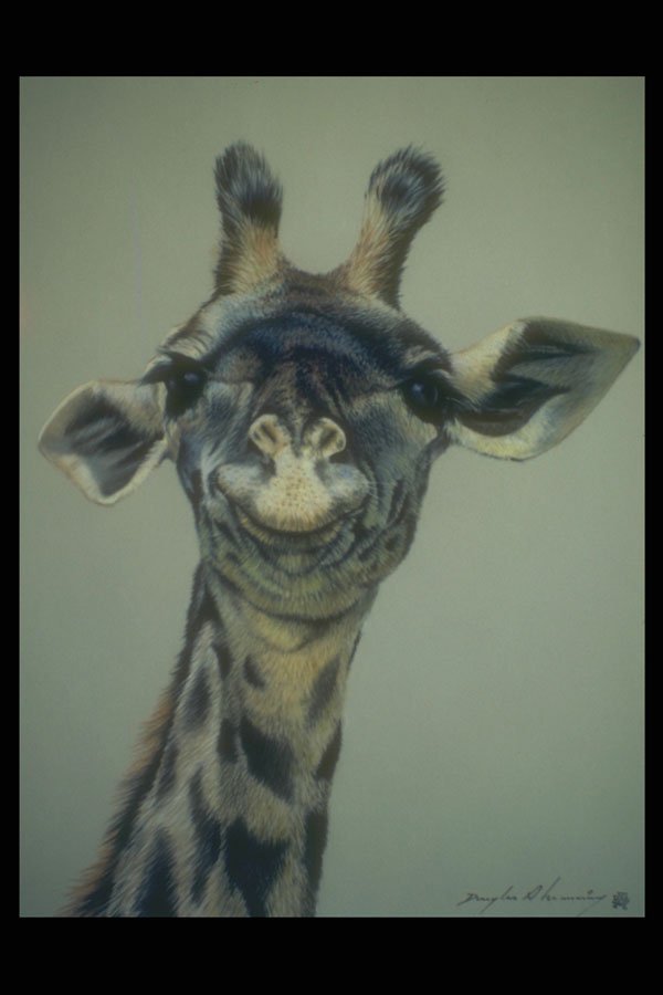 319002 Laughing Giraffe A4 Photo Print