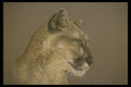 319003 Cougar (head Study) A4 Photo Print
