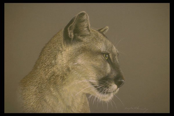 319003 Cougar (head Study) A4 Photo Print