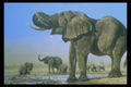319004 The Water Hole, Elephants A4 Photo Print