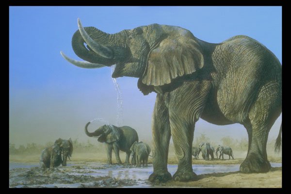 319004 The Water Hole, Elephants A4 Photo Print