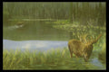 319005 Summer Reflections, Moose A4 Photo Print