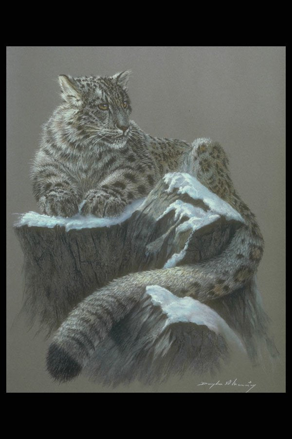 319007 Snow Leopard Study A4 Photo Print