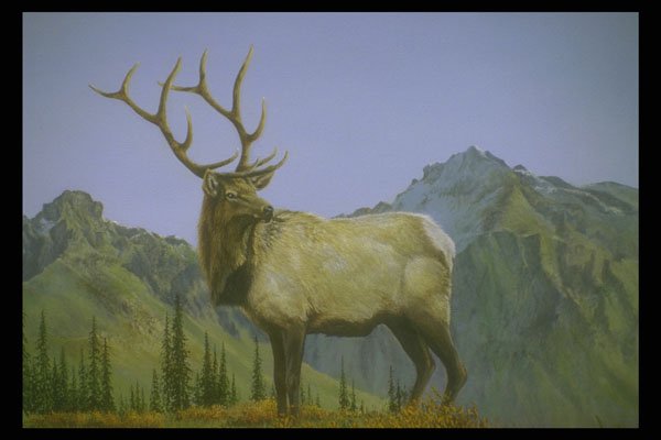 319009 Early Morning Mist, Elk A4 Photo Print
