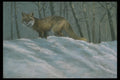 319010 Winter Shadows, Red Fox A4 Photo Print