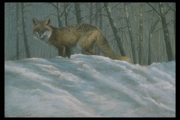 319010 Winter Shadows, Red Fox A4 Photo Print