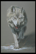 319011 Timber Wolf Study A4 Photo Print