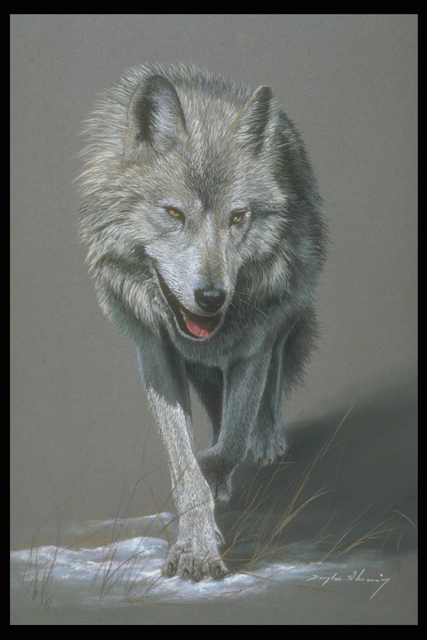 319011 Timber Wolf Study A4 Photo Print