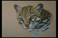 319012 Ocelot Study A4 Photo Print