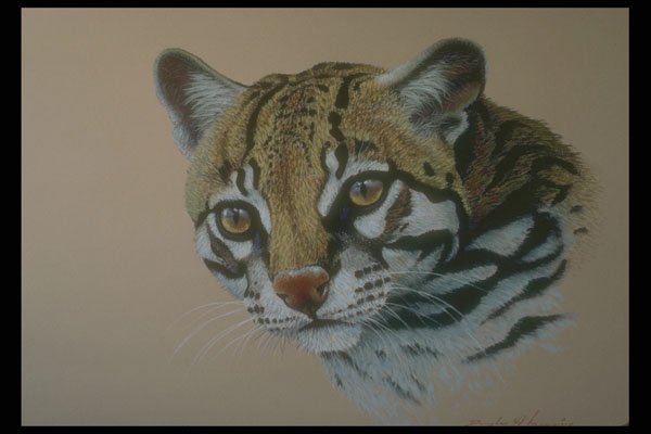 319012 Ocelot Study A4 Photo Print