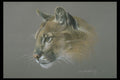 319013 Cougar Study A4 Photo Print
