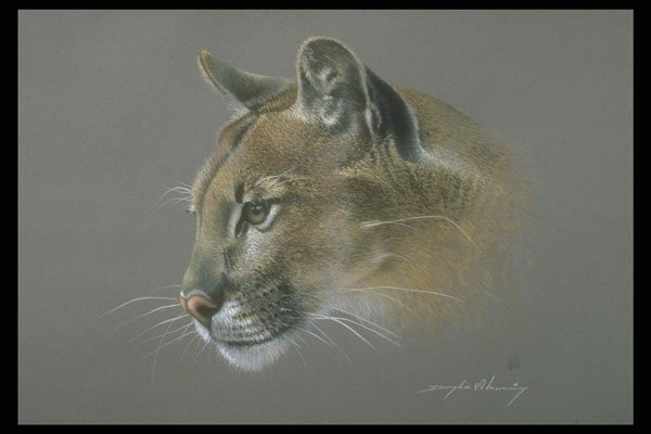 319013 Cougar Study A4 Photo Print