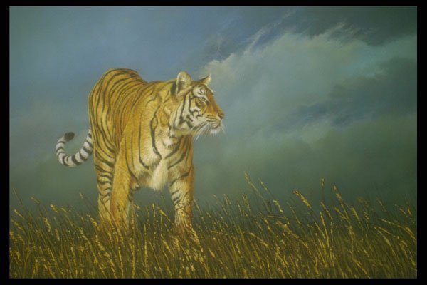 319014 Bengal Beauty, Tiger A4 Photo Print