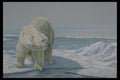 319015 Polar Ice Flow A4 Photo Print