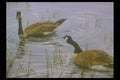 319016 Wetlands, Canada Geese A4 Photo Print