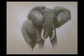 319017 African Elephant A4 Photo Print