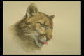 319018 Cougar (head Study) A4 Photo Print