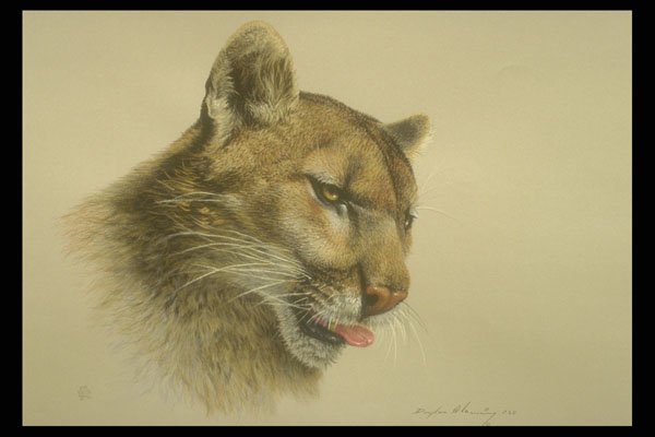 319018 Cougar (head Study) A4 Photo Print