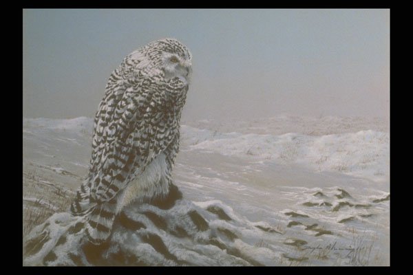 319019 Looking For Prey, Snowy Owl A4 Photo Print
