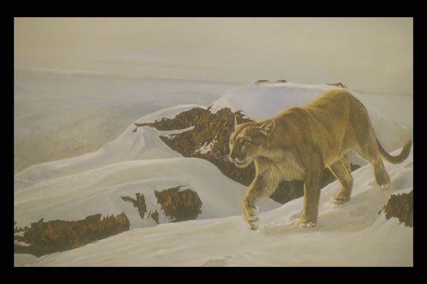 319020 Cougar Country A4 Photo Print