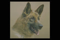 319021 German Shepherd A4 Photo Print