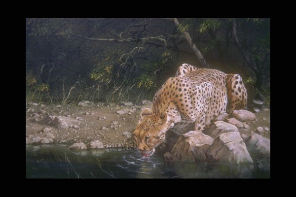 319022 A Quiet Drink, Cheetah A4 Photo Print