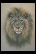 319023 Lion (head Study) A4 Photo Print