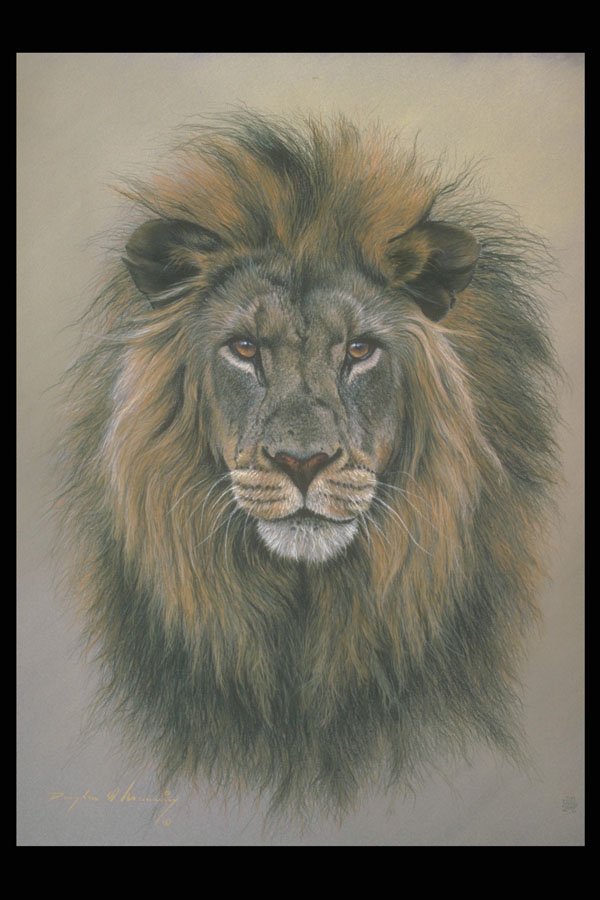 319023 Lion (head Study) A4 Photo Print
