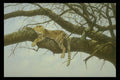 319024 View From Above, Leopard A4 Photo Print