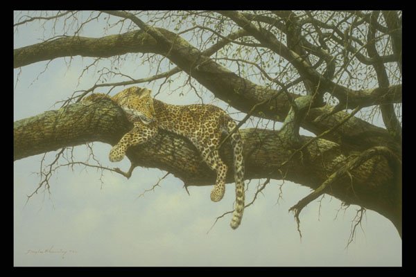 319024 View From Above, Leopard A4 Photo Print