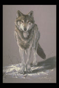 319025 Timber Wolf Study A4 Photo Print