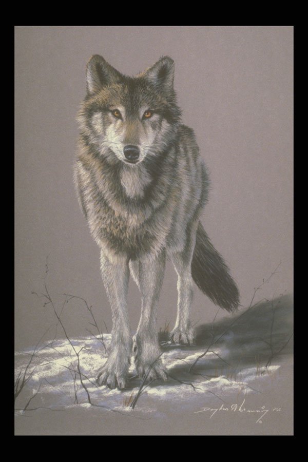 319025 Timber Wolf Study A4 Photo Print