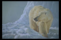 319026 Emperor Of The North, Polar Bear A4 Photo Print