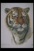 319027 Bengal Tiger Study A4 Photo Print