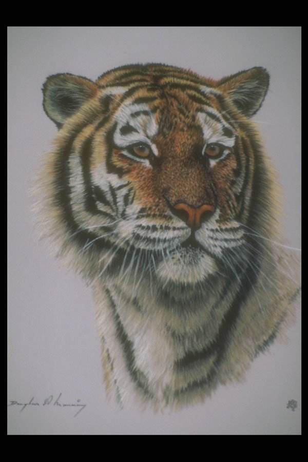 319027 Bengal Tiger Study A4 Photo Print