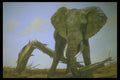 319028 Lonely Bull, Elephant A4 Photo Print