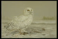 319029 Snowy Owl A4 Photo Print