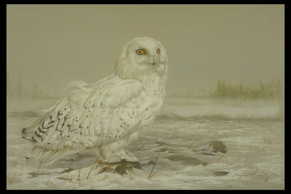 319029 Snowy Owl A4 Photo Print