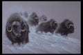 319031 The Northlands, Musk Ox A4 Photo Print