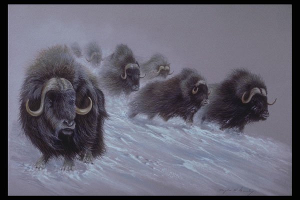 319031 The Northlands, Musk Ox A4 Photo Print