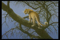 319033 My Tree, Leopard A4 Photo Print