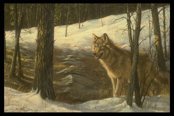319034 Northern Timber Wolf A4 Photo Print
