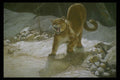 319036 Relaying Stretch, Cougar A4 Photo Print